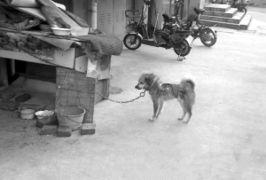 伤害狗的爆料新闻,残忍行径引发社会公愤 第2张 伤害狗的爆料新闻,残忍行径引发社会公愤 第2张