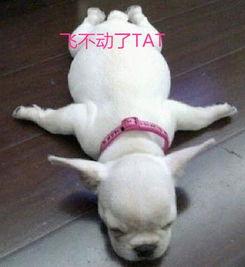 胖犬来爆料视频